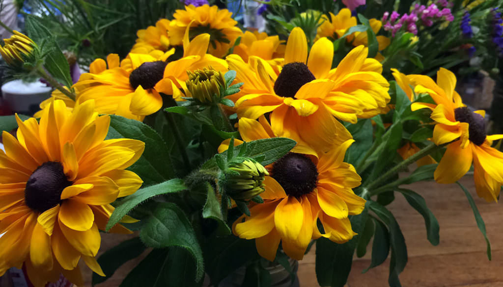 Photo of black-eyed Susans